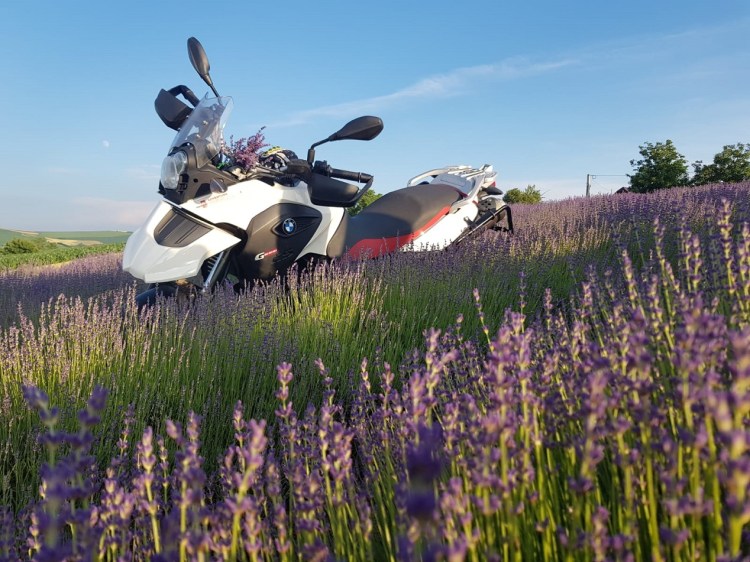 lavender fields in Transylvania