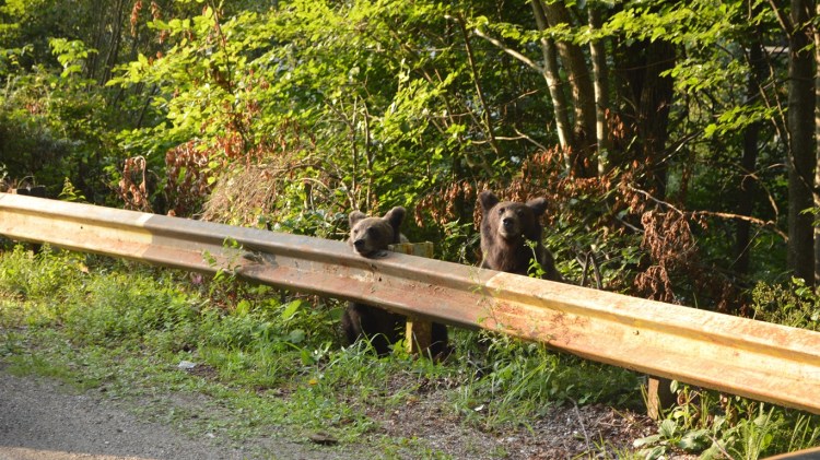 bears on Transfagarasan Road